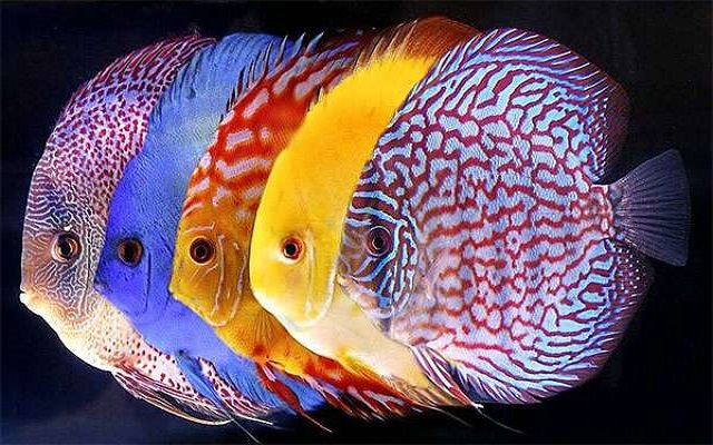 Màu sắc của cá cũng ảnh hưởng đến quyết định chấm cá