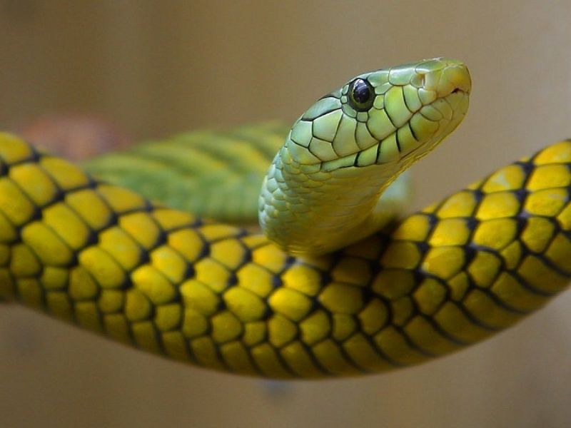 Chọn những con số may mắn cho người sinh năm con rắn dựa vào năm sinh