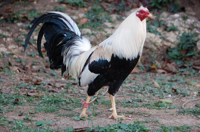 Gà Asil Mỹ - Đặc điểm ngoại hình của gà lai chọi dũng mãnh 1030839813