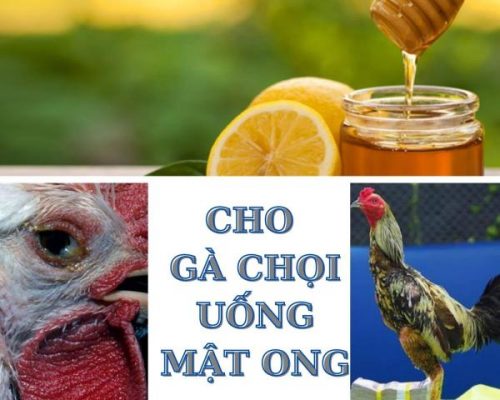 Lợi ích của việc cho gà đá uống mật ong là gì