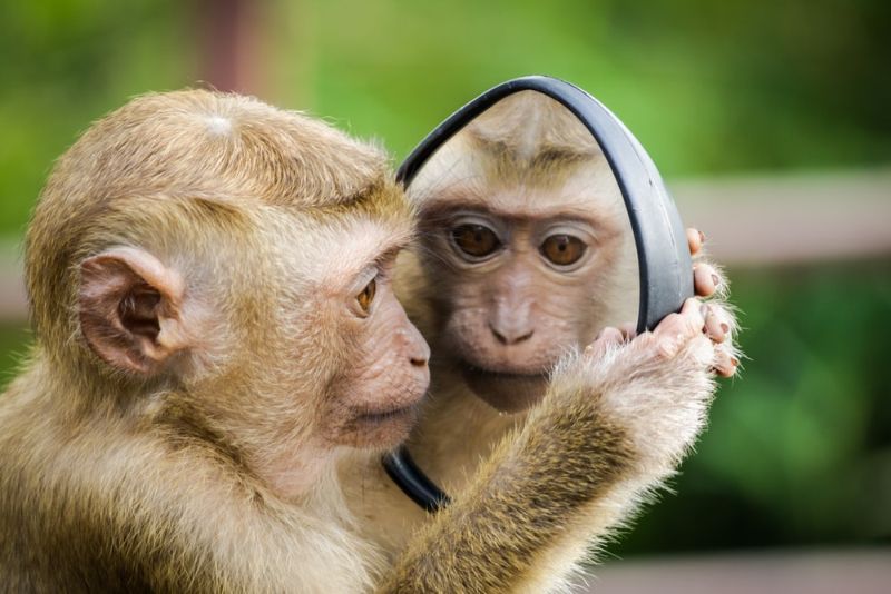 Khỉ là loài động vật thông minh và nhanh nhẹn