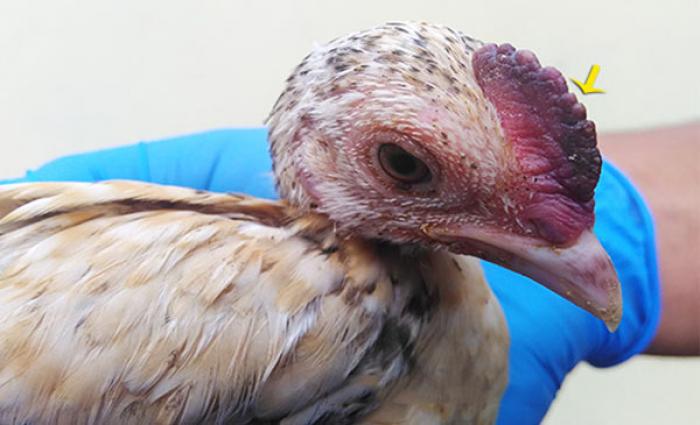 Cách chữa cảm cúm cho gà hiệu quả? 