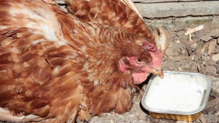 Cách chữa cảm cúm cho gà hiệu quả? 