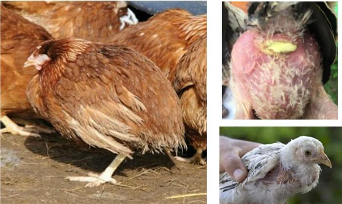 Phát hiện các bệnh thường gặp ở gà và cách chữa trị 1366251344