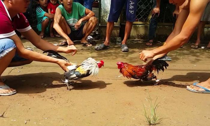Thông tin về chọi gà Khmer cho người mới bắt đầu 2105011868