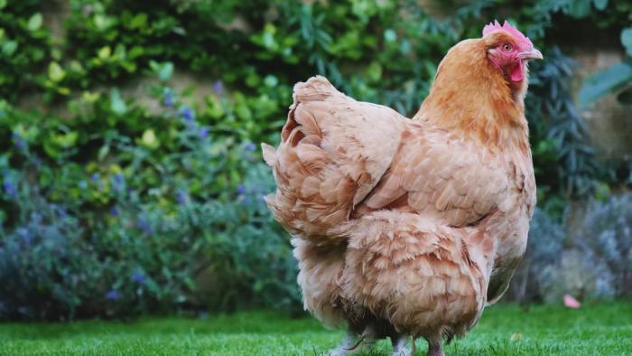 Trả lời câu hỏi nuôi gà thả vườn cần bao nhiêu vốn?