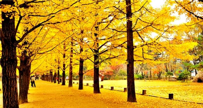 Nằm mơ thấy lá cây màu vàng là điềm tốt hay điềm xấu? Một hit lớn là gì? 