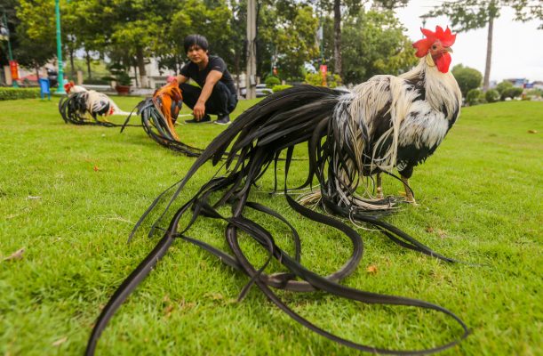 Gà Onagadori - Nguồn gốc, cách nuôi gà chuẩn nhất