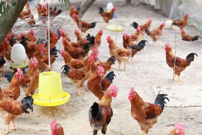 Trả lời câu hỏi nuôi gà thả vườn cần bao nhiêu vốn?