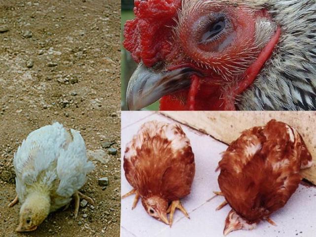 Phát hiện các bệnh thường gặp ở gà và cách chữa trị 1366251344