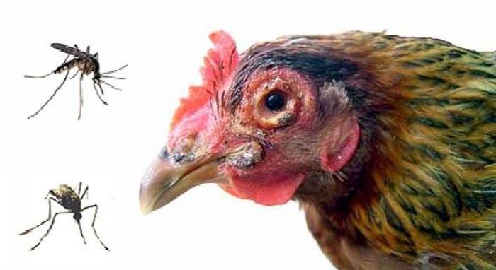 Thủy đậu ở gà: Nguyên nhân, cách điều trị, phòng ngừa