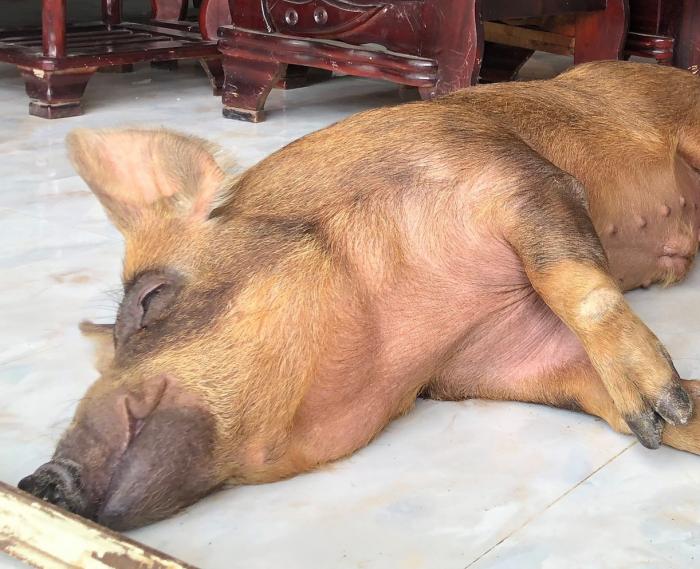 Nằm mơ thấy lợn chết con gì có tỷ lệ trúng cao nhất?