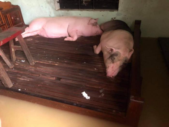 Nằm mơ thấy lợn chết con gì có tỷ lệ trúng cao nhất?
