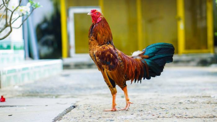Tìm hiểu chi tiết mô hình kinh doanh chăn nuôi gà 