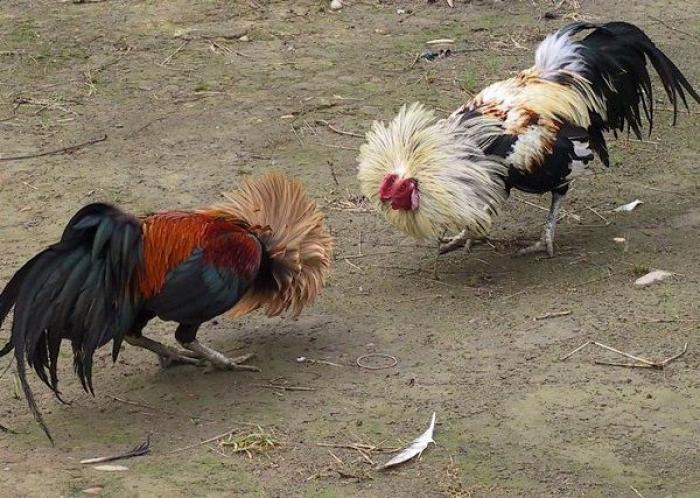 Tìm hiểu thêm về gà chọi Thái có kiệu