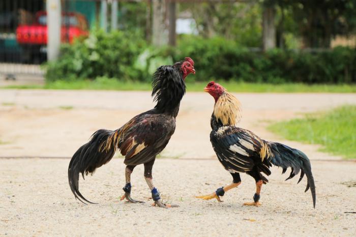 Thông tin thú vị về chọi gà Thái Lan