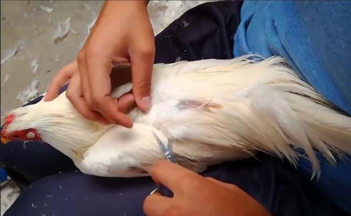 Tổng hợp các cách tỉa lông cho gà chọi hiệu quả 