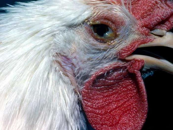 Chia sẻ về cách chữa sưng mắt cho gà bằng bã đậu