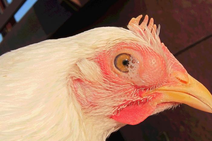 Chia sẻ về cách chữa sưng mắt cho gà bằng bã đậu