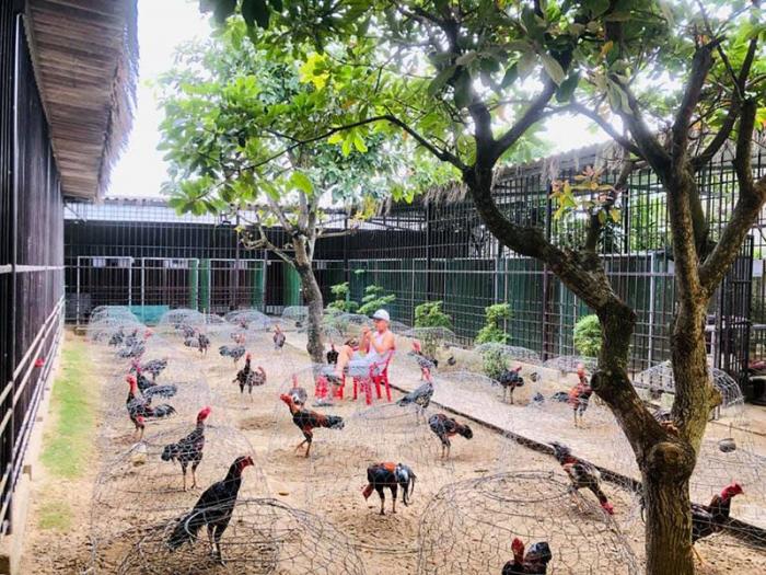 Top 10 trại gà chọi nổi tiếng nhất Việt Nam
