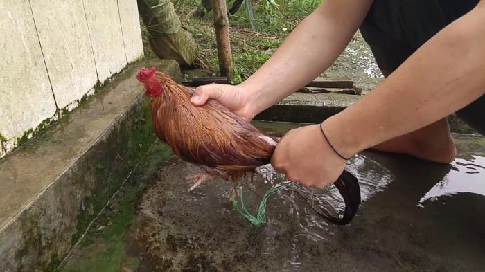 Hướng dẫn cách tắm cho gà chọi cực chuẩn và an toàn