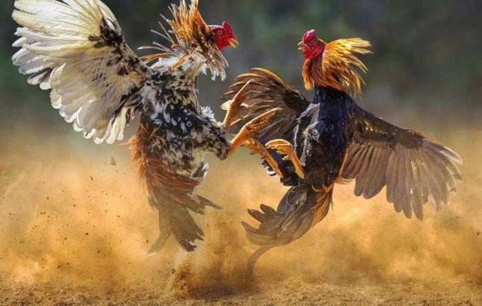 Chiêm ngưỡng hơn 35+ hình ảnh xuất sắc về gà chọi