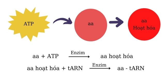 Giai đoạn sản xuất axit amin o thông qua quá trình dịch
